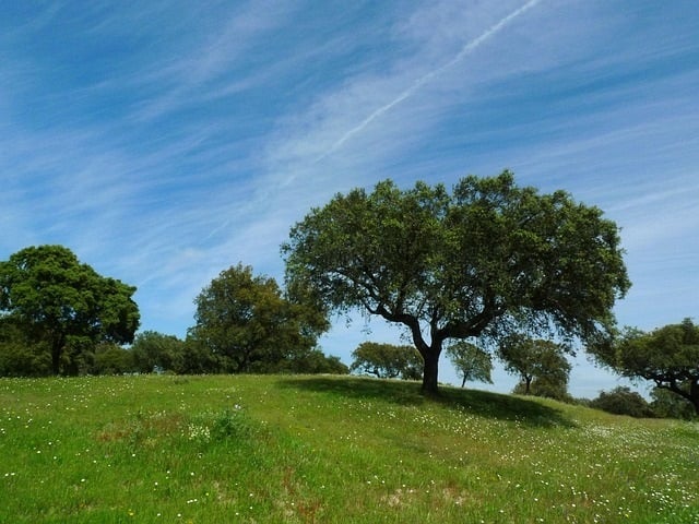 Land acquisition in North Texas, NTX Realty Trust
